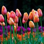 Du lịch - Những thiên đường hoa tulip không đến từ Hà Lan