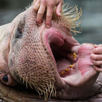 Phi thường - kỳ quặc - Quái vật to xác đi... khám răng