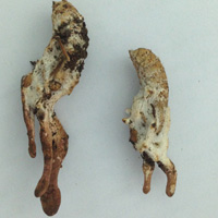 Sức khỏe đời sống - Ăn nhộng ve sầu dễ bị nhiễm nấm, ngộ độc