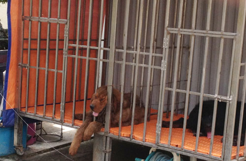 Thời khốn khó, mang cả chó đi cầm cố - 2