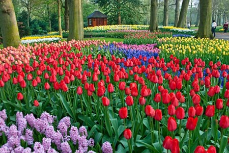 Chiêm ngưỡng thiên đường tình yêu tuyệt đẹp tại Hà Lan - 6