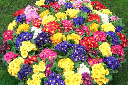 Chiêm ngưỡng thiên đường tình yêu tuyệt đẹp tại Hà Lan - 3