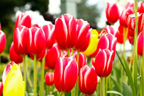 Chiêm ngưỡng thiên đường tình yêu tuyệt đẹp tại Hà Lan - 5