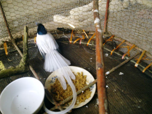 Xôn xao bắt được chim Thiên Đường - 2