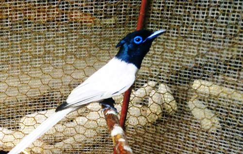 Xôn xao bắt được chim Thiên Đường - 3