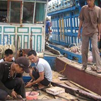 Thị trường - Tiêu dùng - Hàng trăm ngư dân làm “chui” cho tàu cá TQ