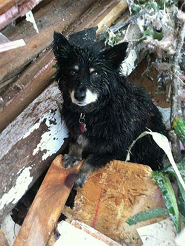 Lốc xoáy ở Mỹ: Chú chó không chịu rời xác chủ - 1