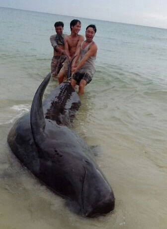 Cá voi nặng 1 tấn mắc lưới ngư dân - 1