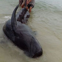 Tin tức trong ngày - Cá voi nặng 1 tấn mắc lưới ngư dân