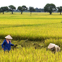 Ẩm thực - Bữa cơm mùa gặt