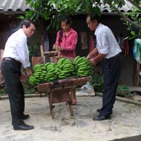 Thị trường - Tiêu dùng - Trồng chuối, dứa ... xây nhà lầu