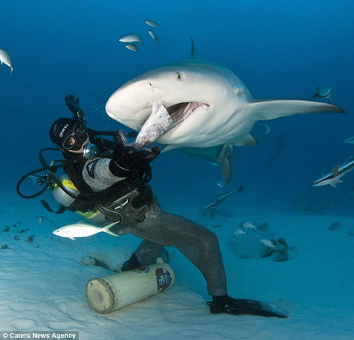 Mỹ: Dụ cá mập mở miệng để... đút thức ăn - 1