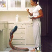 Phi thường - kỳ quặc - Cô gái nuôi giun dài 2m làm thú cưng