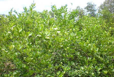 Khu vườn nhà nội - 1