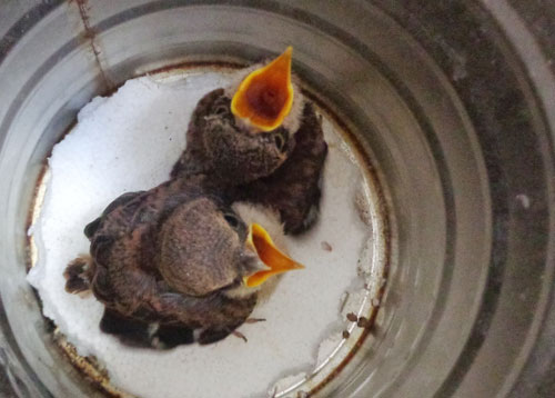 Hạ sát chim trời ngay trung tâm Đà Lạt - 9