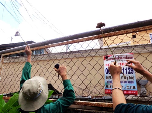 Hạ sát chim trời ngay trung tâm Đà Lạt - 3