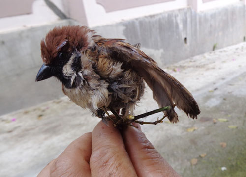 Hạ sát chim trời ngay trung tâm Đà Lạt - 5