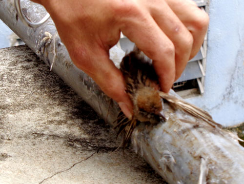 Hạ sát chim trời ngay trung tâm Đà Lạt - 7