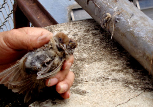 Hạ sát chim trời ngay trung tâm Đà Lạt - 8