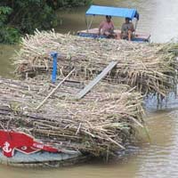 Thị trường - Tiêu dùng - Sản lượng đường vượt nhu cầu đến 300.000 tấn