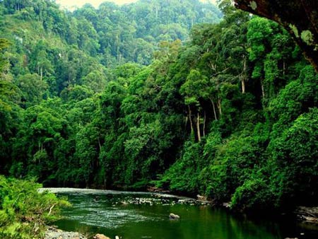 Đẹp mê mẩn những khu rừng nhiệt đới xanh mướt - 1
