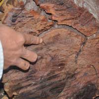 Pháp luật - Bắt vụ buôn bán gỗ sưa giữa Thủ đô