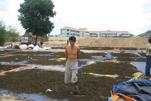 Giật mình với... bã trà tái chế! - 2