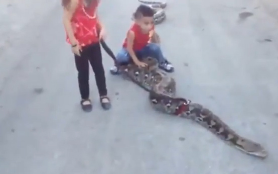 Video: Hai chị em chơi đùa với rắn khổng lồ - 1
