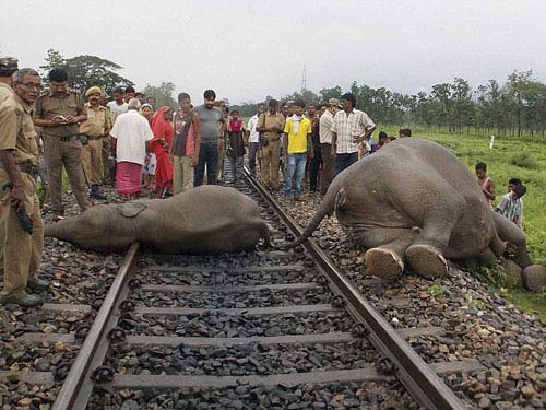 Tàu hỏa tông chết 4 con voi tại Ấn Độ - 1