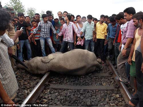 Tàu hỏa tông chết 4 con voi tại Ấn Độ - 2