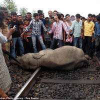 Tin tức trong ngày - Tàu hỏa tông chết 4 con voi tại Ấn Độ