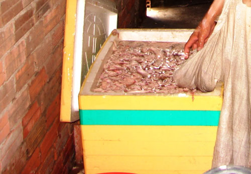 Bắt lò chế biến dầu ăn từ mỡ thối - 1