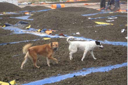 Đội lốt “xử lý rác” để sản xuất “trà ướp xác” - 1