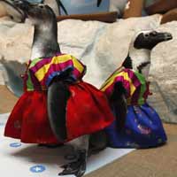 Phi thường - kỳ quặc - Chim cánh cụt mặc áo thổ dân