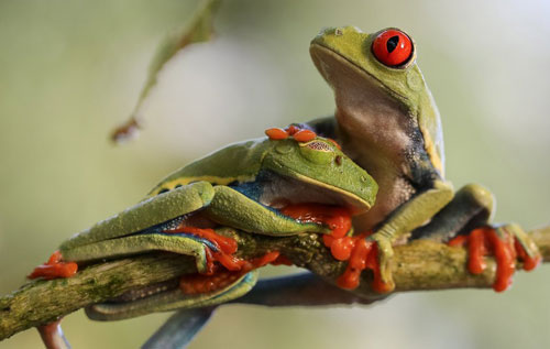 Ảnh đẹp: Ốc sên cõng con trên lưng - 11