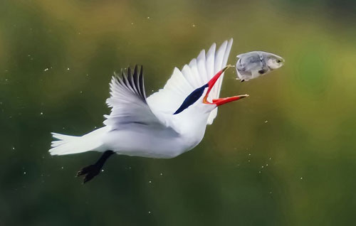 Ảnh đẹp: Ốc sên cõng con trên lưng - 12