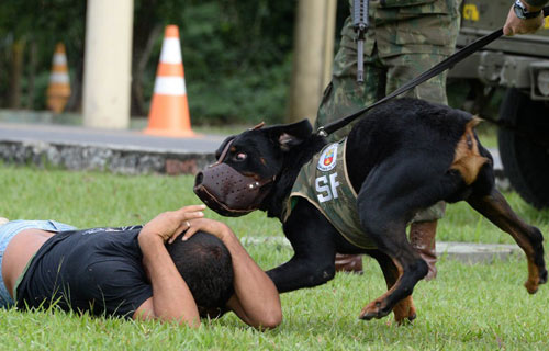 Ảnh đẹp: Ốc sên cõng con trên lưng - 5