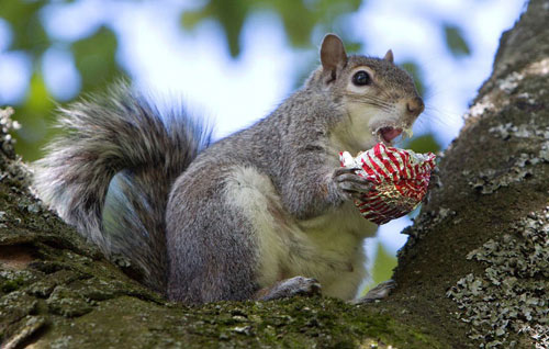 Ảnh đẹp: Ốc sên cõng con trên lưng - 6