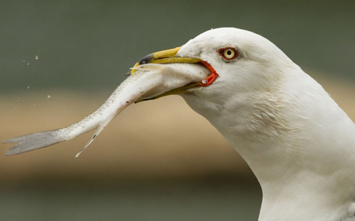 Ảnh đẹp: Ốc sên cõng con trên lưng - 7