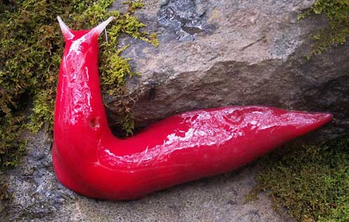 Ảnh đẹp: Ốc sên cõng con trên lưng - 9