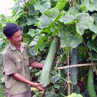 Thị trường - Tiêu dùng - Hoa quả nội ‘chết đứng’ vì nghi hàng TQ