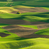 Du lịch - Bắt mắt những đồi cỏ đẹp như tranh vẽ ở Palouse