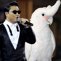 Phi thường - kỳ quặc - Clip: Vẹt nhảy Gangnam Style "cực đỉnh"