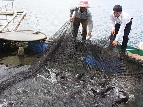 Thương lái TQ: Lộ rõ ý đồ phá hoại - 2