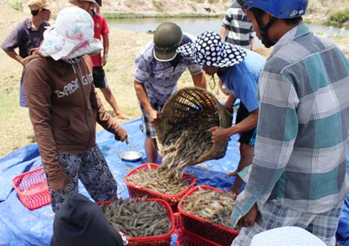 Nắng nóng kéo dài: Dân thiệt hại nặng - 1