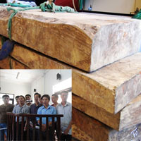 Tin tức trong ngày - Xét xử vụ đốn hạ gỗ sưa trăm tỷ
