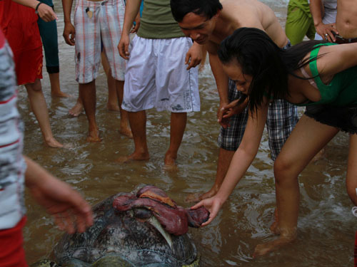 Đổ xô đi xem xác “cụ rùa” 100 kg dạt bờ - 1