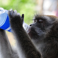 Ảnh đẹp: Khỉ lấy trộm nước của khách du lịch