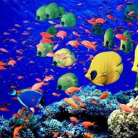 Du lịch - Rực rỡ sắc màu của đại dương