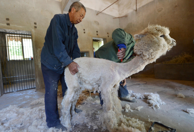 Cạo lông cho cừu khiến nó không còn là hình dáng một chú cừu
